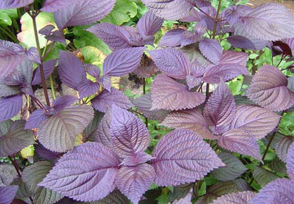 Optional Red Shiso Mix